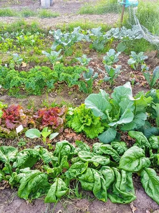A garden with lots of vegetables.